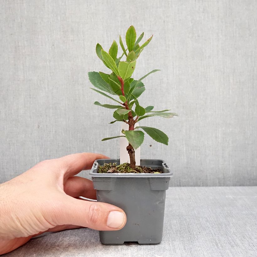 Spécimen de Arbousier Pink Giant 'Nevez' (Atlantic Rose) - Arbutus unedo Godet de 8/9 cm tel que livré au printemps