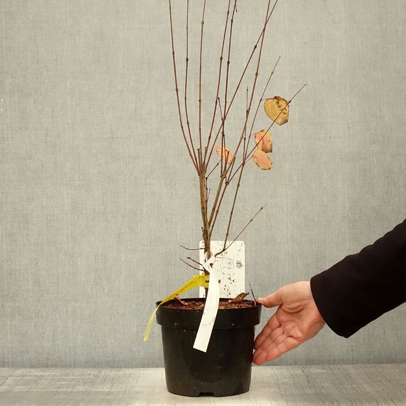 Spécimen de Arbre à caramel - Cercidiphyllum japonicum Pot de 3L/4L tel que livré en automne