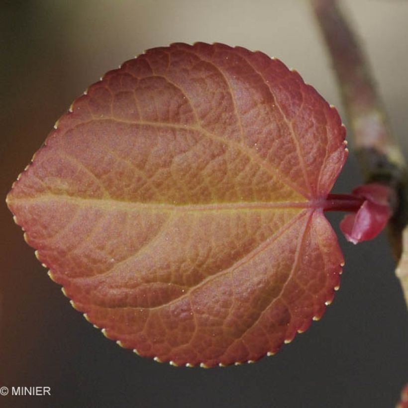 Arbre à caramel - Cercidiphyllum japonicum (Foliage)