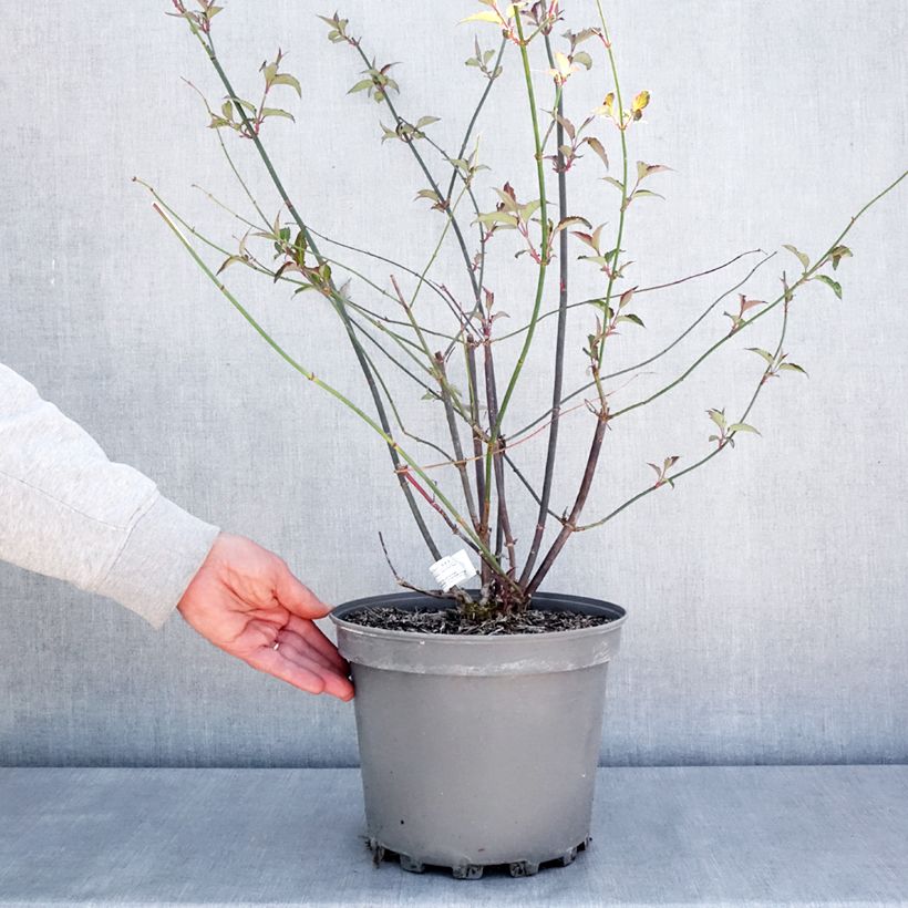 Spécimen de Arbre aux faisans Purple Rain Pot de 7,5L/10L tel que livré au printemps