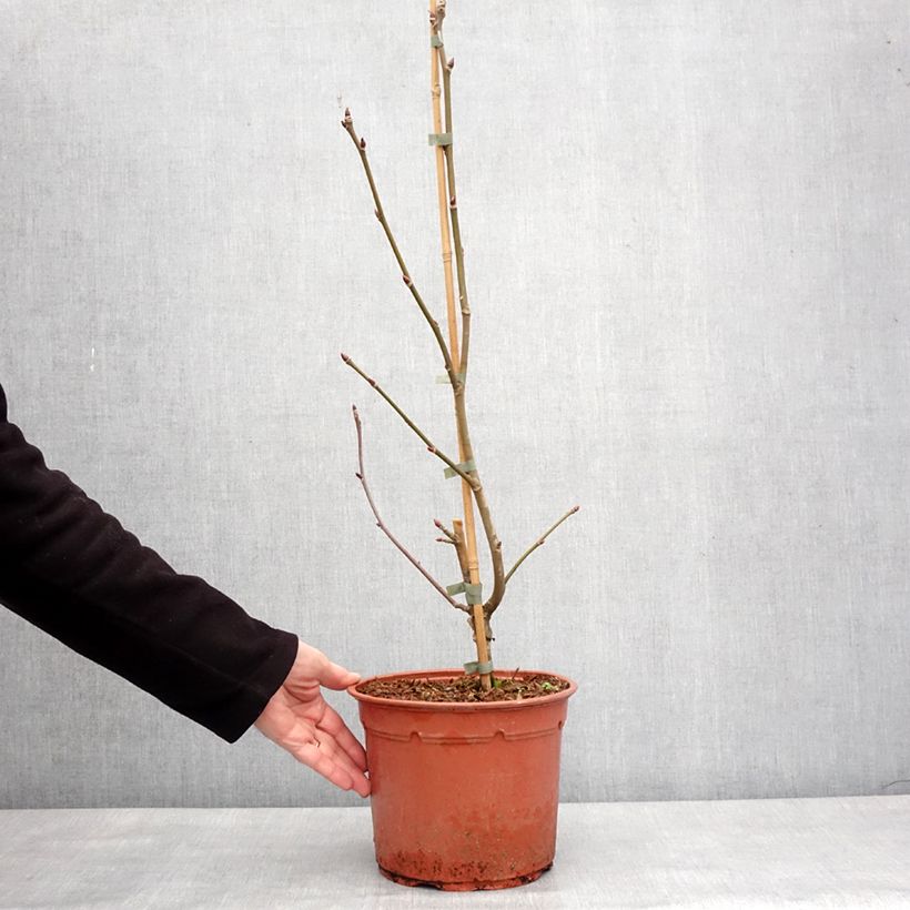 Spécimen de Arbre aux mouchoirs - Davidia involucrata Lady Dahlia Pot de 7,5L/10L tel que livré en hiver