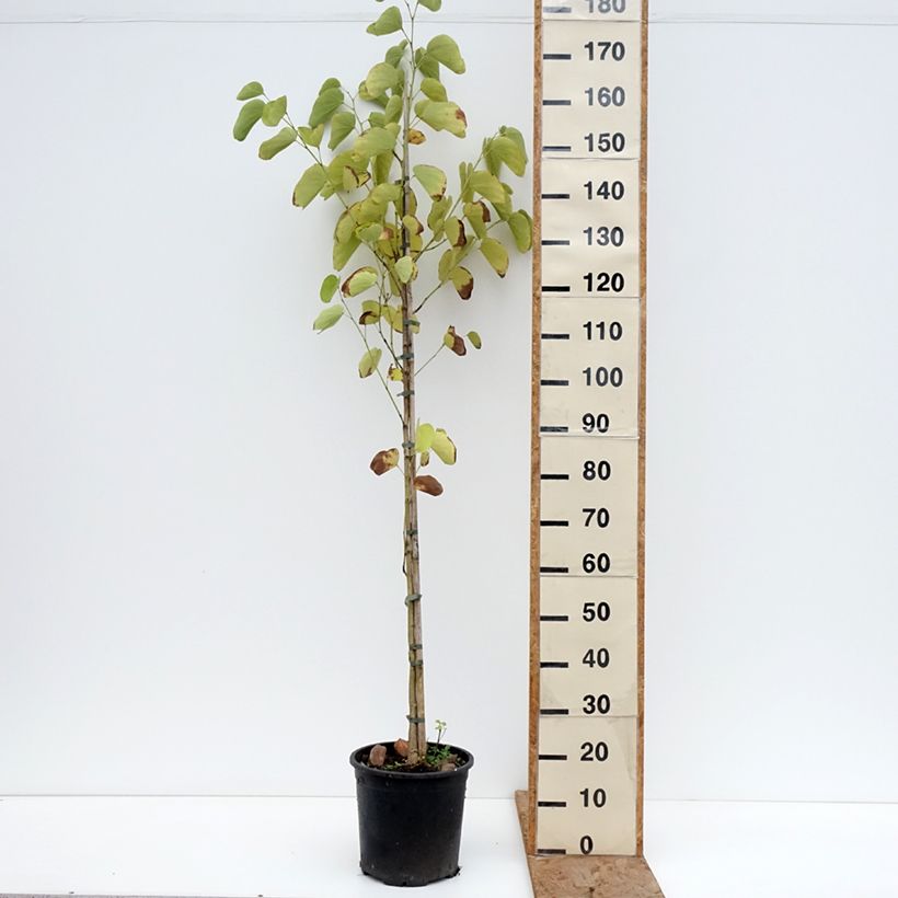 Example of Arbre aux orchidées - Bauhinia purpurea Pot de 7,5L/10L as you get in hiver