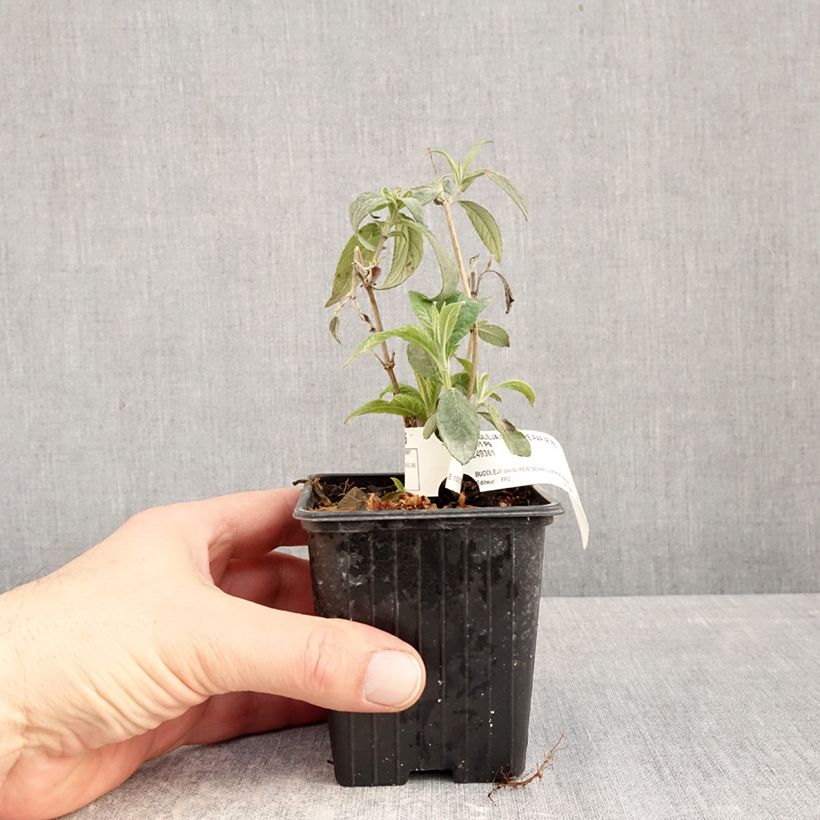 Example of Arbre aux papillons Rêve de Papillon Red Godet de 8/9 cm as you get in hiver