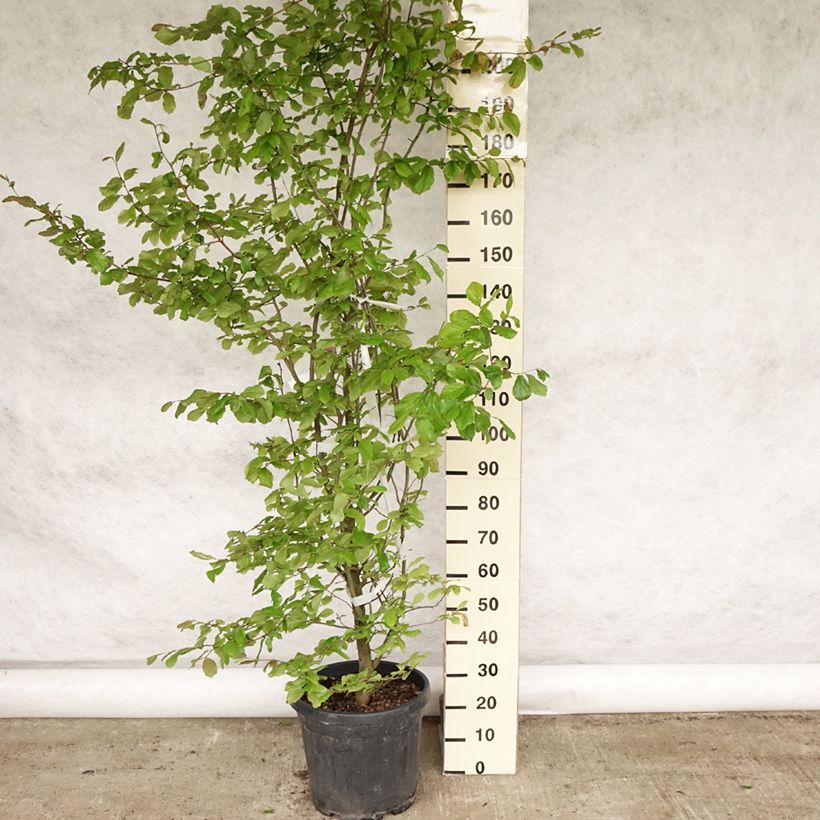 Example of Arbre de fer - Parrotia persica Pot de 30L/35L as you get in printemps