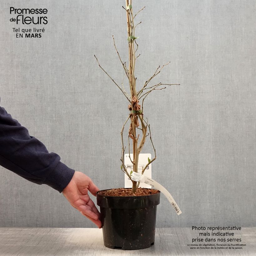 Example of Arbre de fer - Parrotia persica Pot de 3L/4L as you get in printemps
