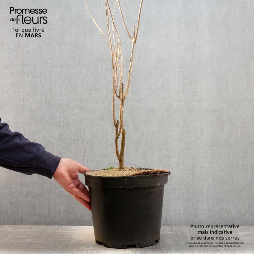 Example of Arbre de la chance - Clerodendrum trichotomum, clérodendron Pot de 7,5L/10L as you get in printemps