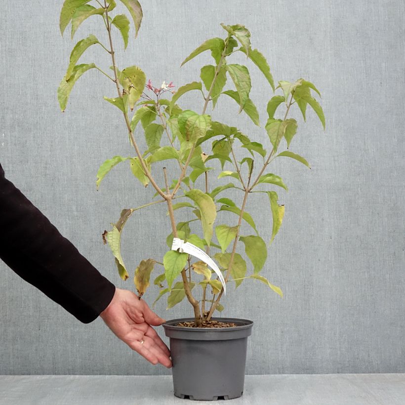 Spécimen de Arbre de la chance - Clerodendrum trichotomum, clérodendron Pot de 3L/4L tel que livré en automne