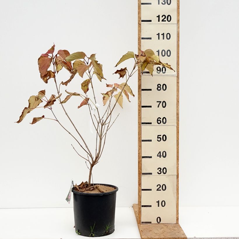 Spécimen de Arbre de la chance - Clerodendrum trichotomum, clérodendron Pot de 7,5L/10L tel que livré en automne