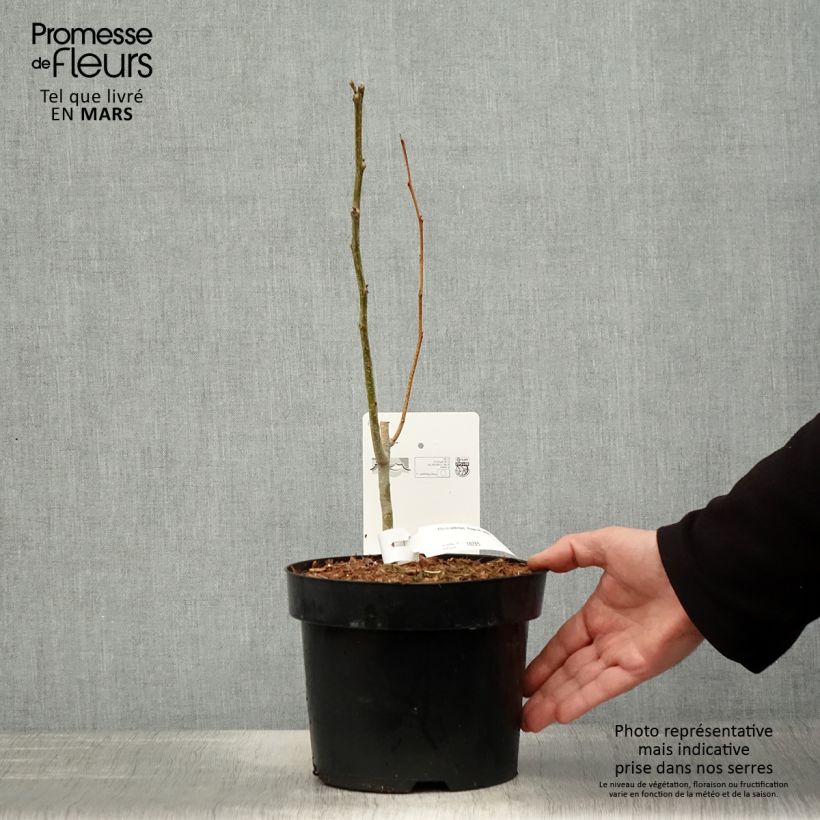 Example of Albizia julibrissin Rouge de Tuilière - Arbre à soie Pot de 3L/4L as you get in printemps