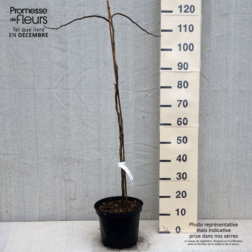 Spécimen de Albizia julibrissin Shidare - Arbre à soie Pot de 7,5L/10L, Baliveau tel que livré en automne