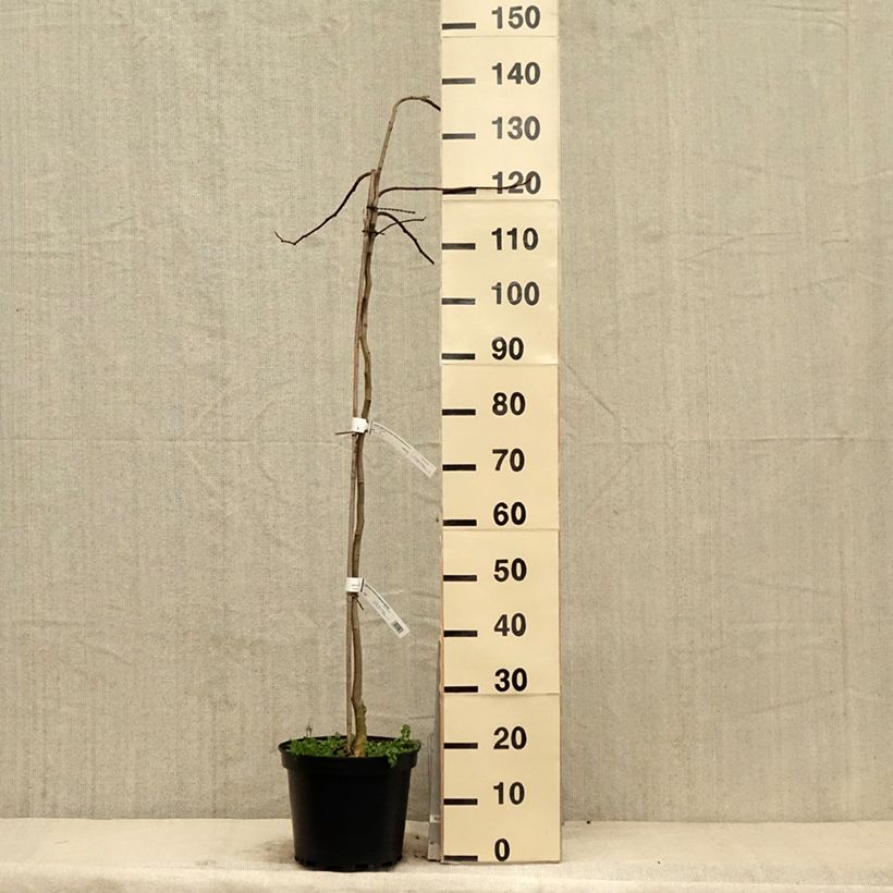 Spécimen de Albizia julibrissin Shidare - Arbre à soie Pot de 7,5L/10L, Baliveau tel que livré au printemps