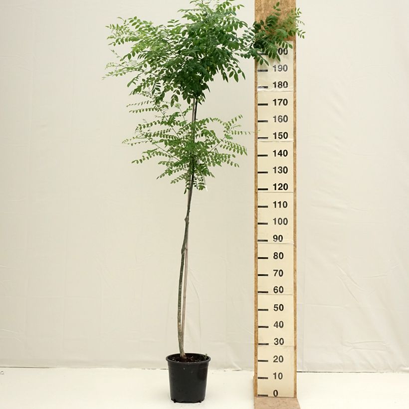 Example of Arbre des pagodes - Sophora japonica Pot de 7,5L/10L as you get in printemps