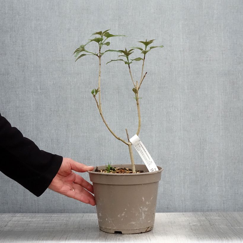 Example of Arbre du clergé Fargesii - Clerodendrum trichotomum Fargesii Pot de 3L/4L as you get in printemps