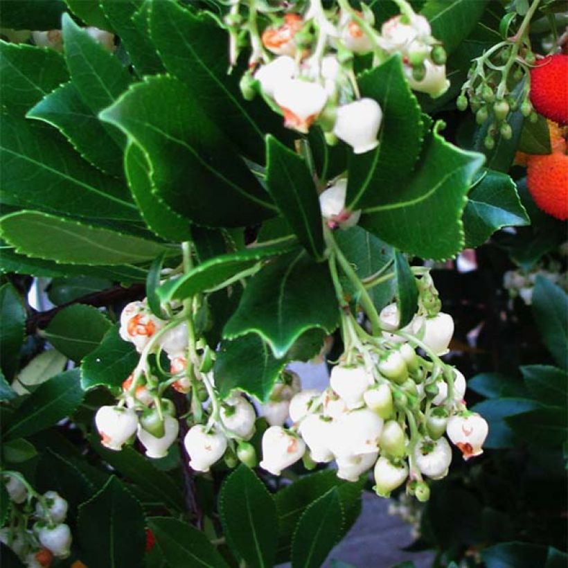 Arbutus unedo - Arbousier (Flowering)