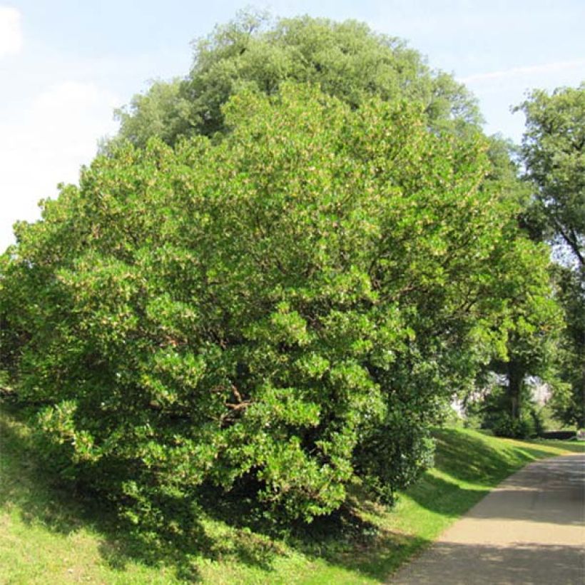 Arbutus unedo - Arbousier (Plant habit)