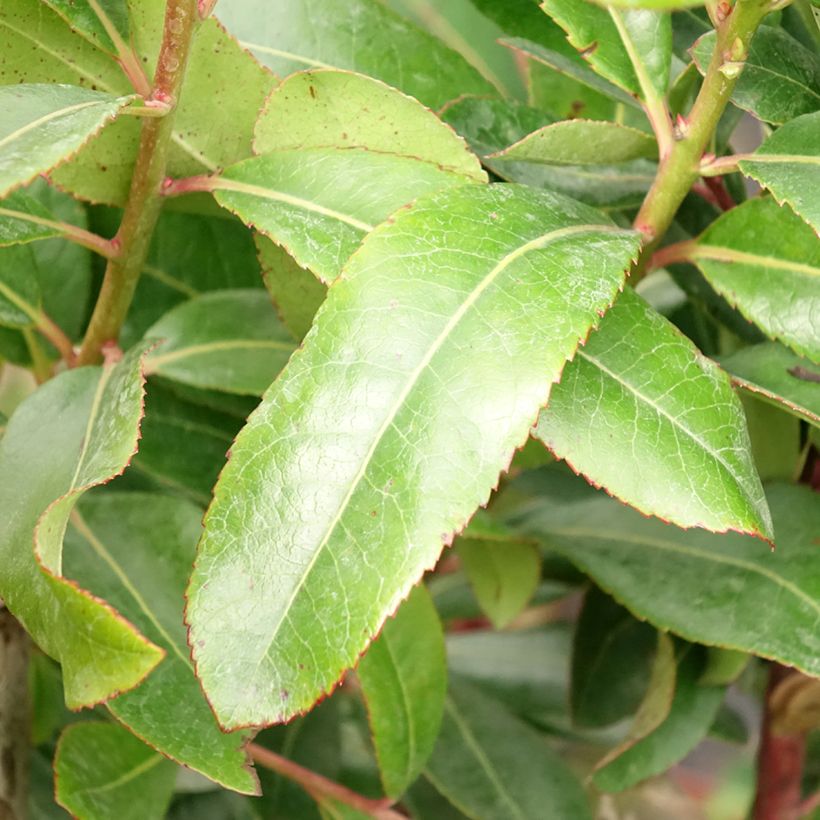 Arbutus unedo - Arbousier (Foliage)
