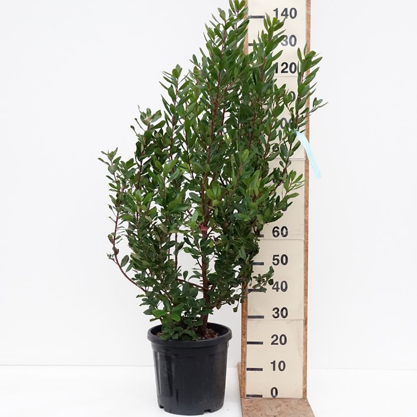 Example of Arbutus unedo - Arbousier Pot de 18L/20L as you get in hiver