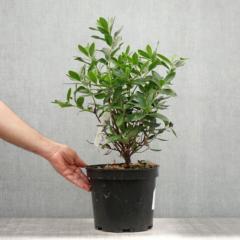 Spécimen de Arbutus unedo Compacta - Arbousier Pot de 7,5L/10L tel que livré en été