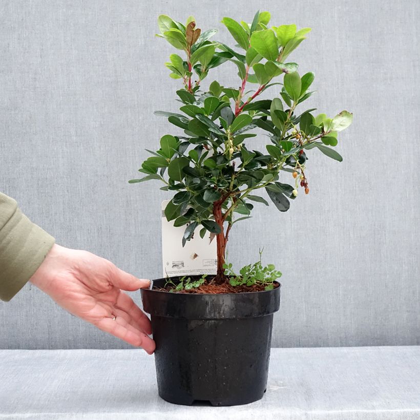 Example of Arbutus unedo Peace and Love - Arbousier Pot de 3L/4L as you get in hiver