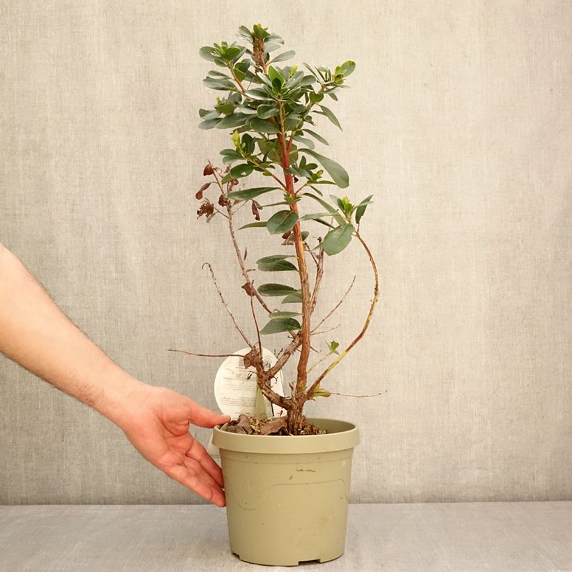 Spécimen de Arbutus unedo Peace and Love - Arbousier Pot de 3L/4L tel que livré au printemps