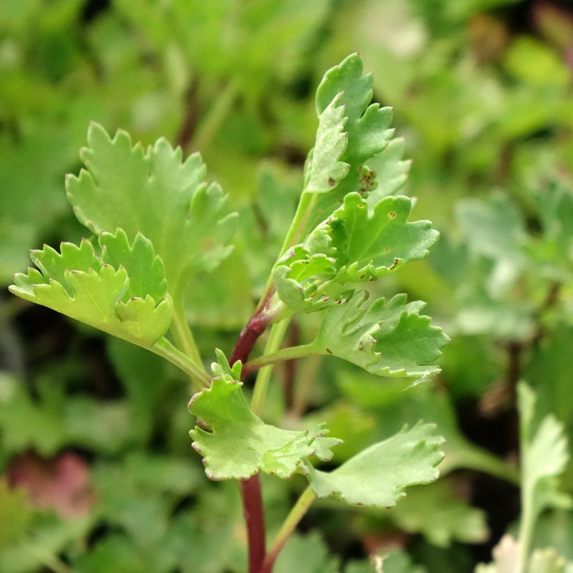 Arctanthemum arcticum - Chrysanthème de l'arctique (Foliage)