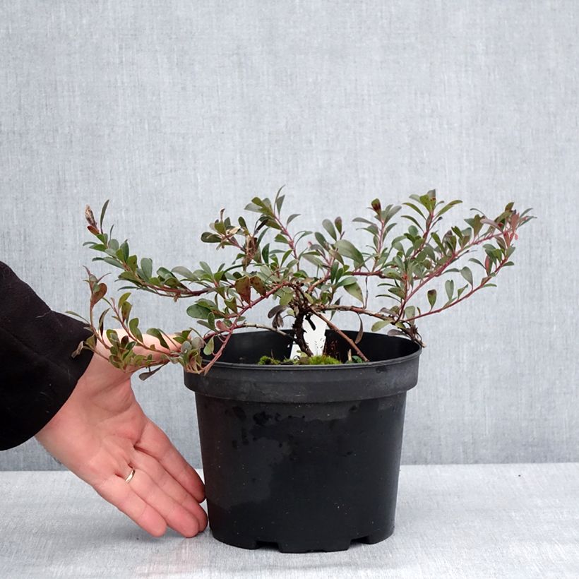 Example of Arctostaphylos uva-ursi - Raisin d'ours Pot de 3L/4L as you get in hiver