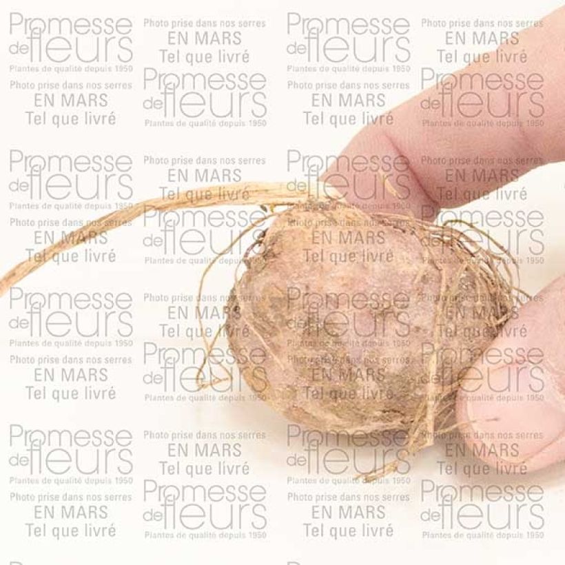 Exemple de spécimen de Arisaema candidissimum Bulbe, Calibre I tel que livré