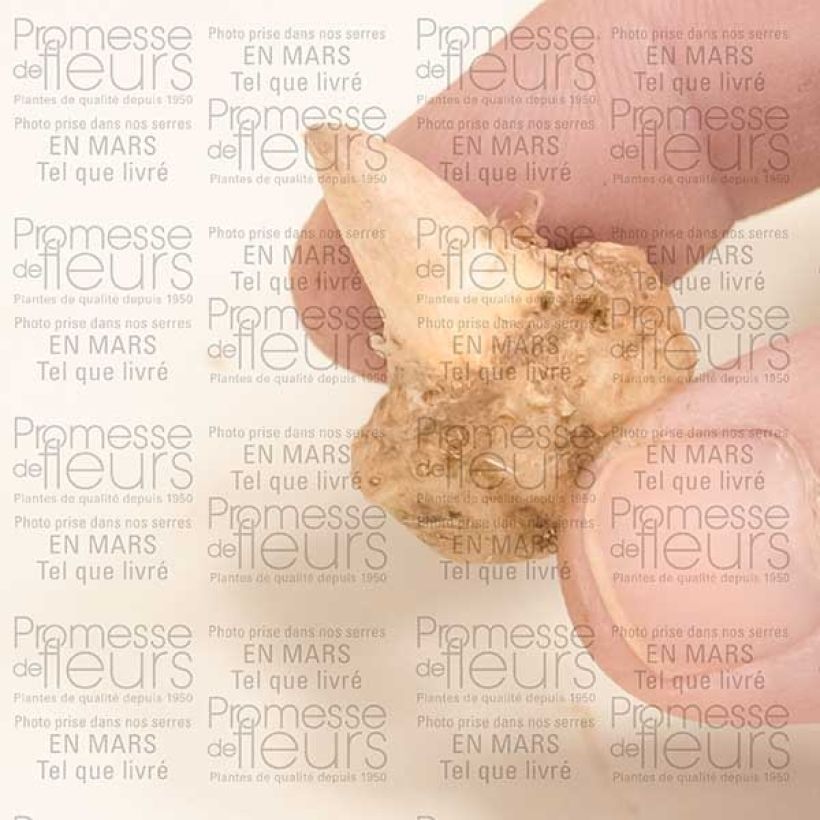 Exemple de spécimen de Arisaema sikokianum Bulbe, Calibre I tel que livré