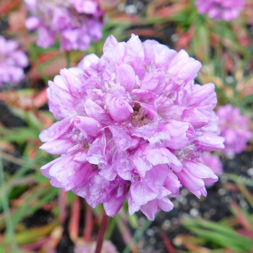 Armeria pseudarmeria Ballerina Lilac - Gazon d'Espagne (Flowering)