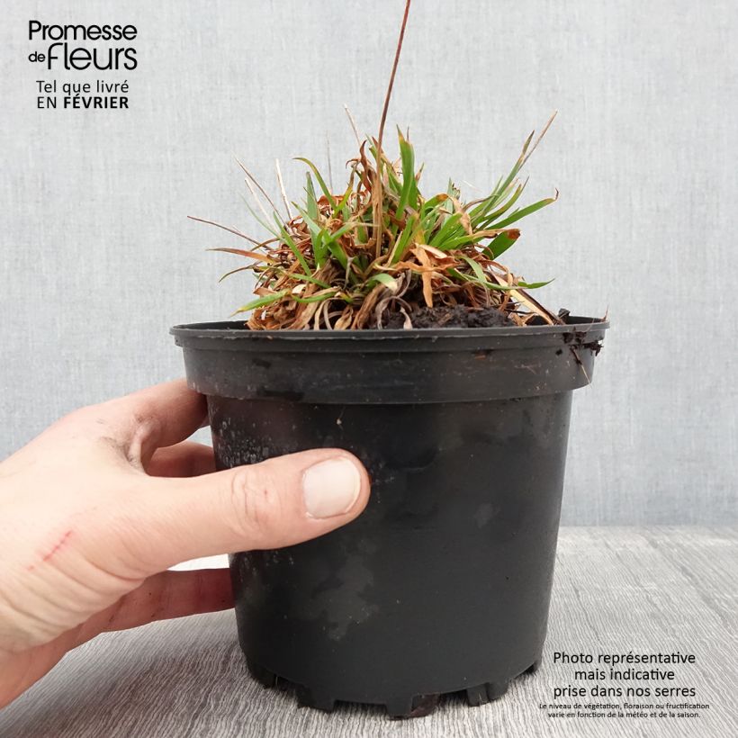 Example of Armeria pseudarmeria Ballerina Lilac - Gazon d'Espagne Pot de 2L/3L as you get in hiver