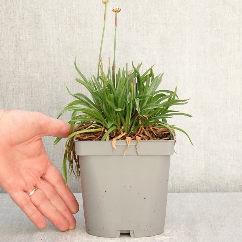 Spécimen de Armeria pseudarmeria Ballerina Lilac - Gazon d'Espagne Pot de 2L/3L tel que livré au printemps