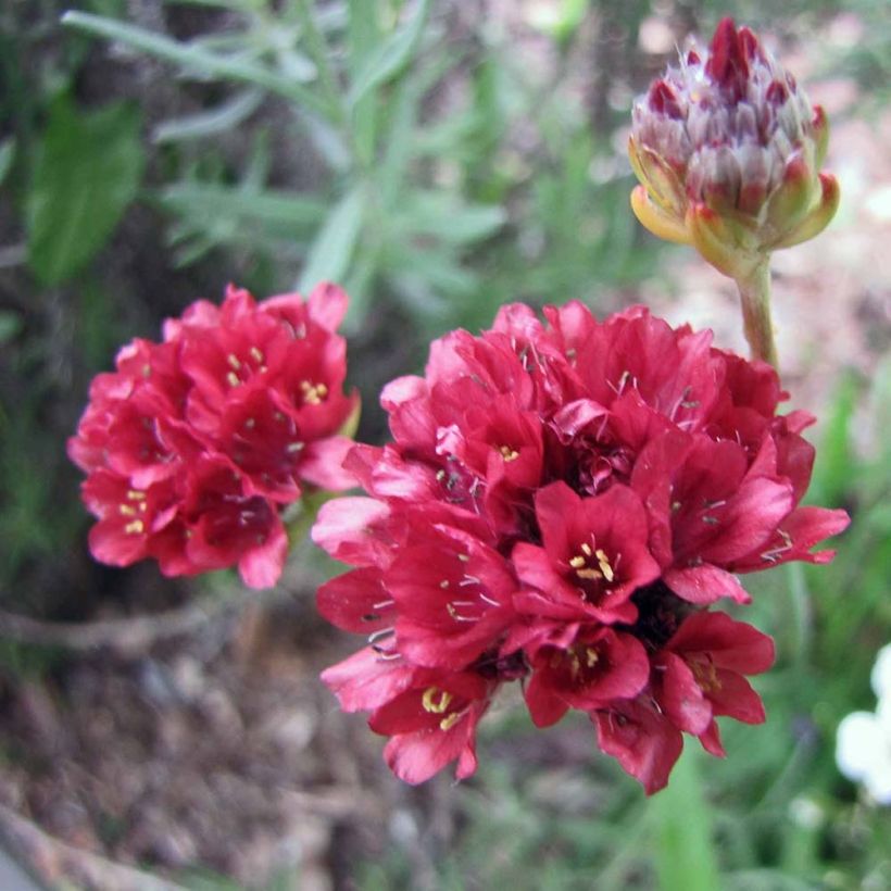 Armeria pseudarmeria Ballerina Red - Gazon d'Espagne. (Flowering)