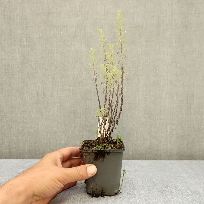 Spécimen de Armoise, Artemisia pontica Godet de 8/9 cm tel que livré en été