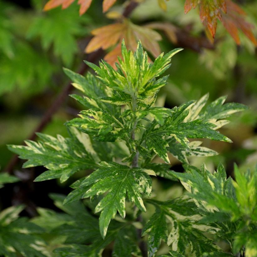 Armoise - Artemisia vulgaris Oriental Limelight (Foliage)