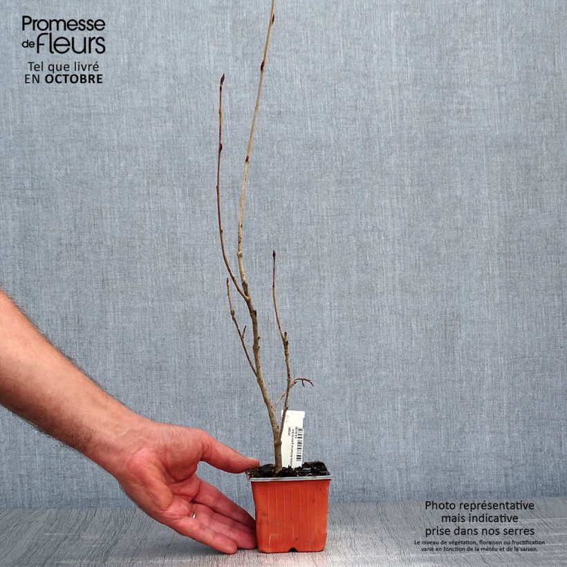 Spécimen de Aronia arbutifolia Brilliant Godet de 8/9 cm tel que livré en automne