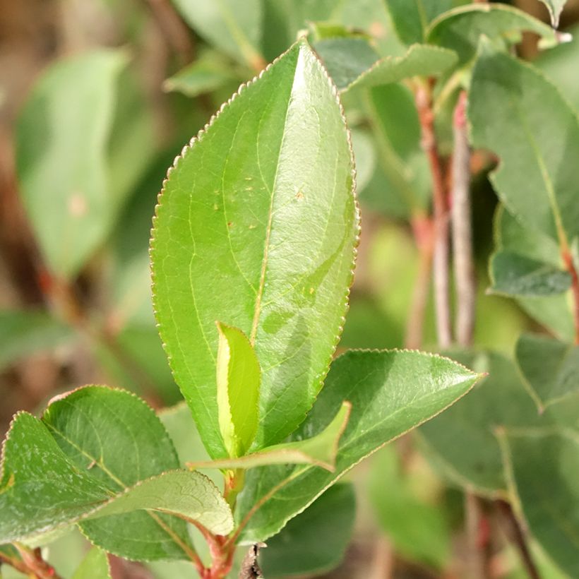Aronia Lowberry Little Helpers (Foliage)