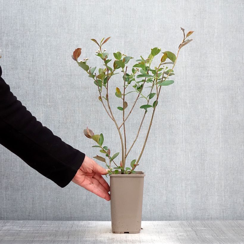 Example of Aronia Lowberry Little Helpers Pot de 1,5L/2L as you get in printemps