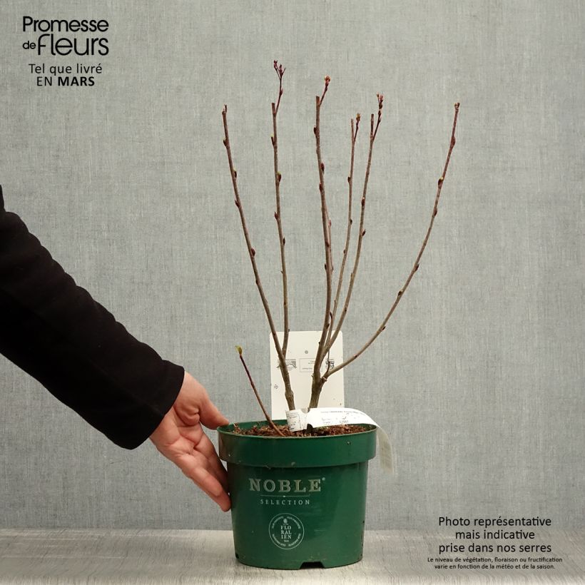 Example of Aronia melanocarpa Autumn Magic Pot de 2L/3L as you get in printemps