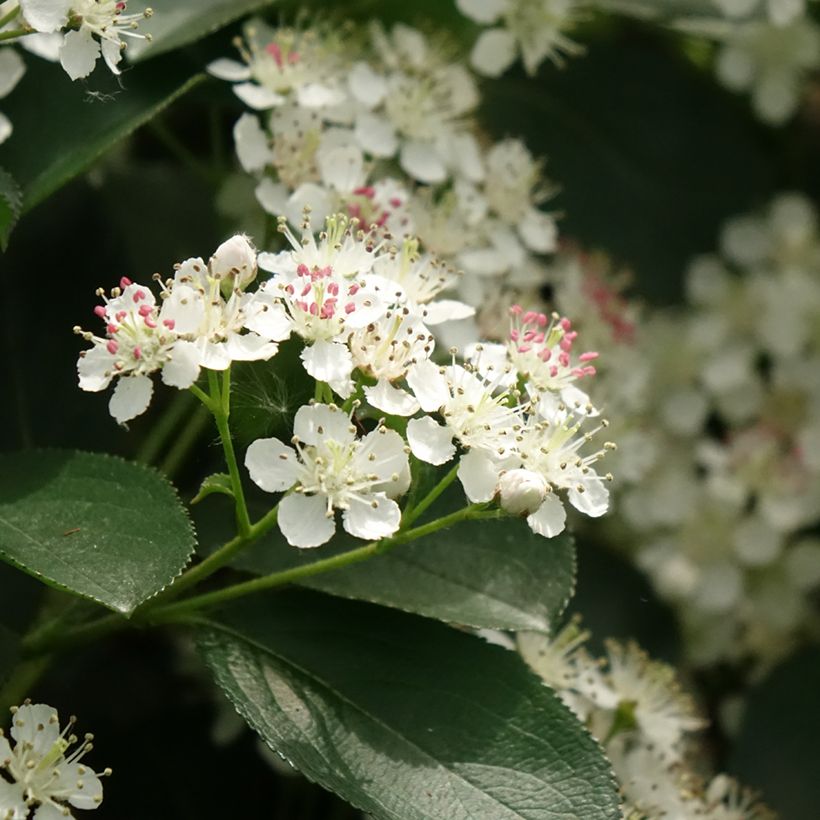 Aronia melanocarpa Autumn Magic (Flowering)