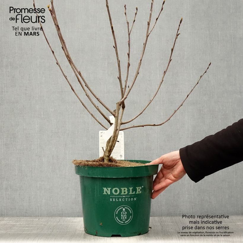 Example of Aronia melanocarpa Autumn Magic Pot de 7,5L/10L as you get in printemps