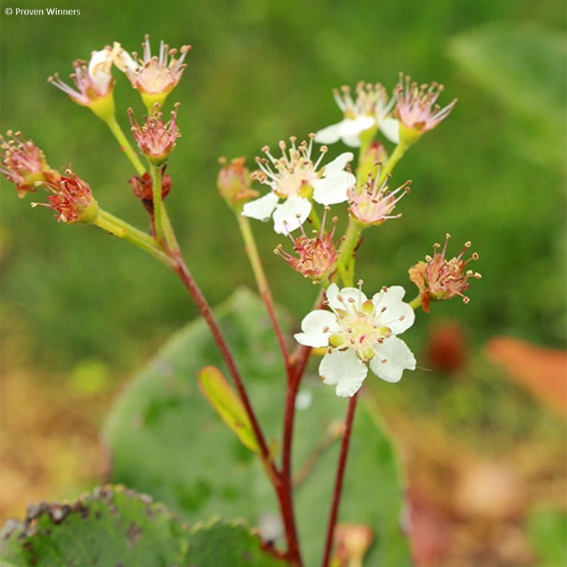 Aronia melanocarpa Revontuli Hedger - Aronie à fruits noirs (Flowering)