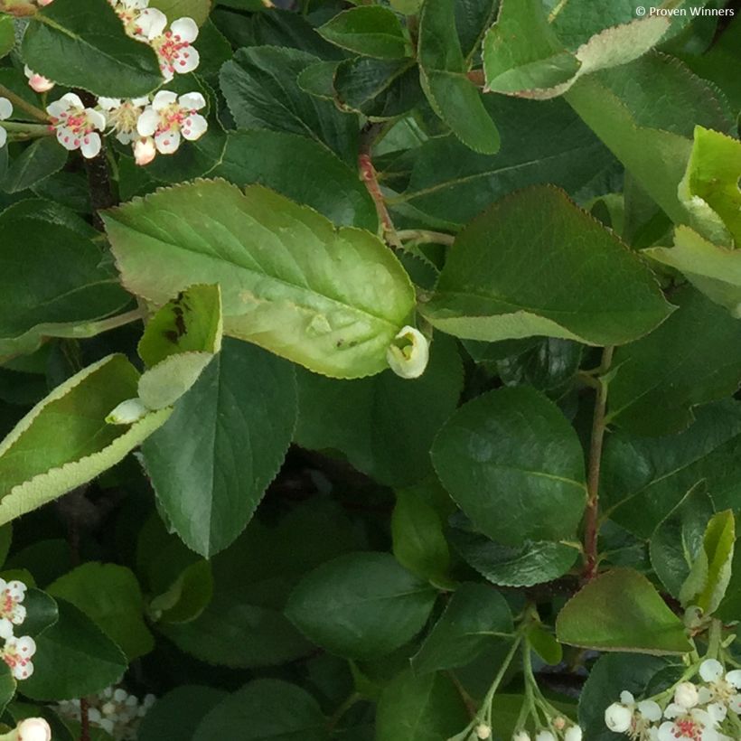 Aronia melanocarpa Revontuli Hedger - Aronie à fruits noirs (Foliage)
