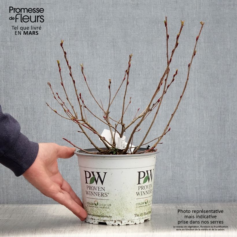 Example of Aronia melanocarpa Revontuli Mound - Aronie à fruits noirs Pot de 3L/4L as you get in printemps