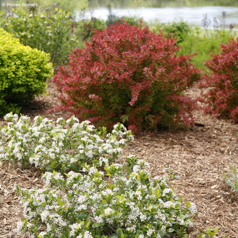 Aronia melanocarpa Revontuli Mound - Aronie à fruits noirs (Plant habit)