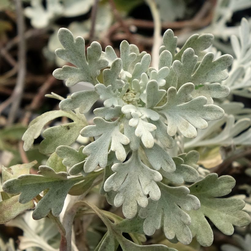 Artemisia stelleriana Morris Strain - Absinthe des rivages (Feuillage)