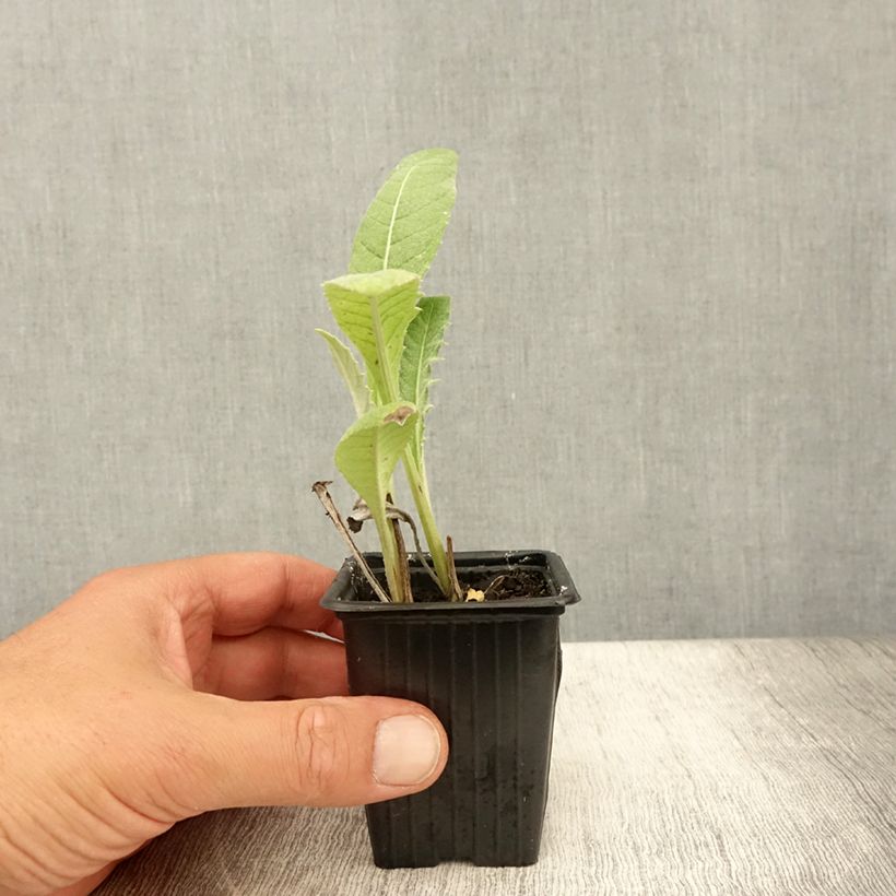 Spécimen de Artichaut Gros Vert de Laon - Cynara scolymus Godet de 7/8 cm tel que livré en été