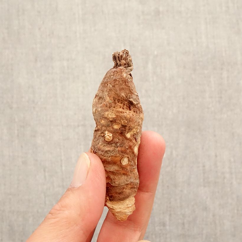 Example of Arum italicum - Gouet d'Italie Bulbe, Calibre 10+ as you get in printemps