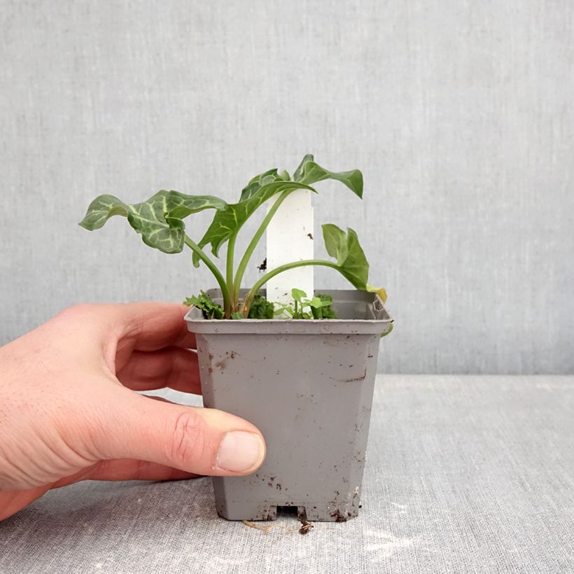 Example of Arum italicum - Gouet d'Italie Godet de 8/9 cm as you get in hiver