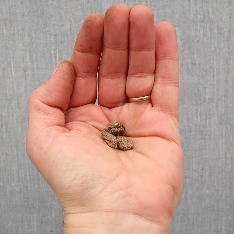 Spécimen de Arum maculatum - Arum ou Gouet tacheté Bulbe calibre I tel que livré au printemps