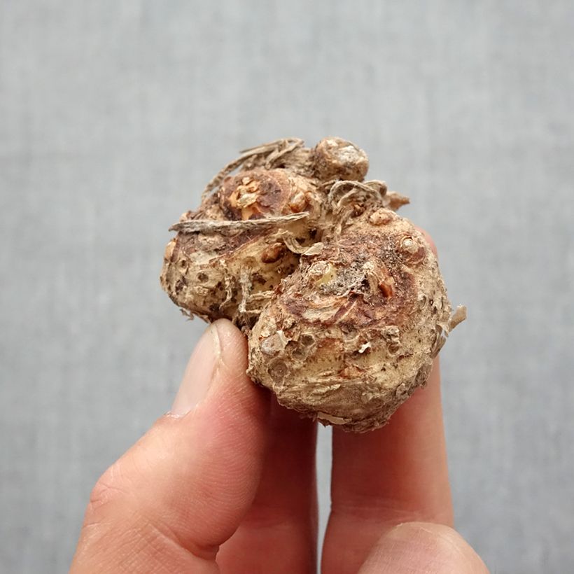 Spécimen de Arum ou Calla rouge vif - Zantedeschia Majestic Red Bulbe calibre 12+ tel que livré au printemps